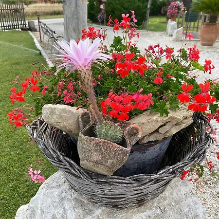 Campagna D'amare